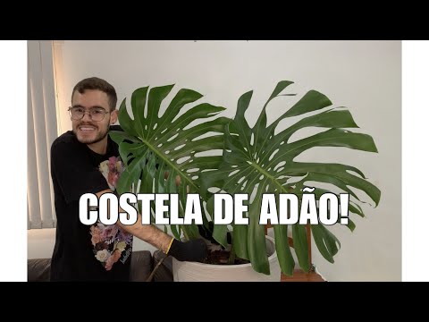 Vídeo: Métodos De Criação Monstera