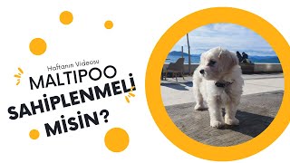 Maltipoo Cinsi Köpeğimle Tanışın: Ruby   Maltipoo’nun özellikleri ve daha fazlası…