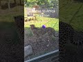 Go to the zoo with me - 🐆 #cheetah #zoo #nebraska