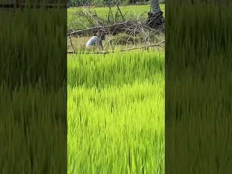 The sound of frogs screaming seems to help the farmers to mow the grass in the cold evening #agricul