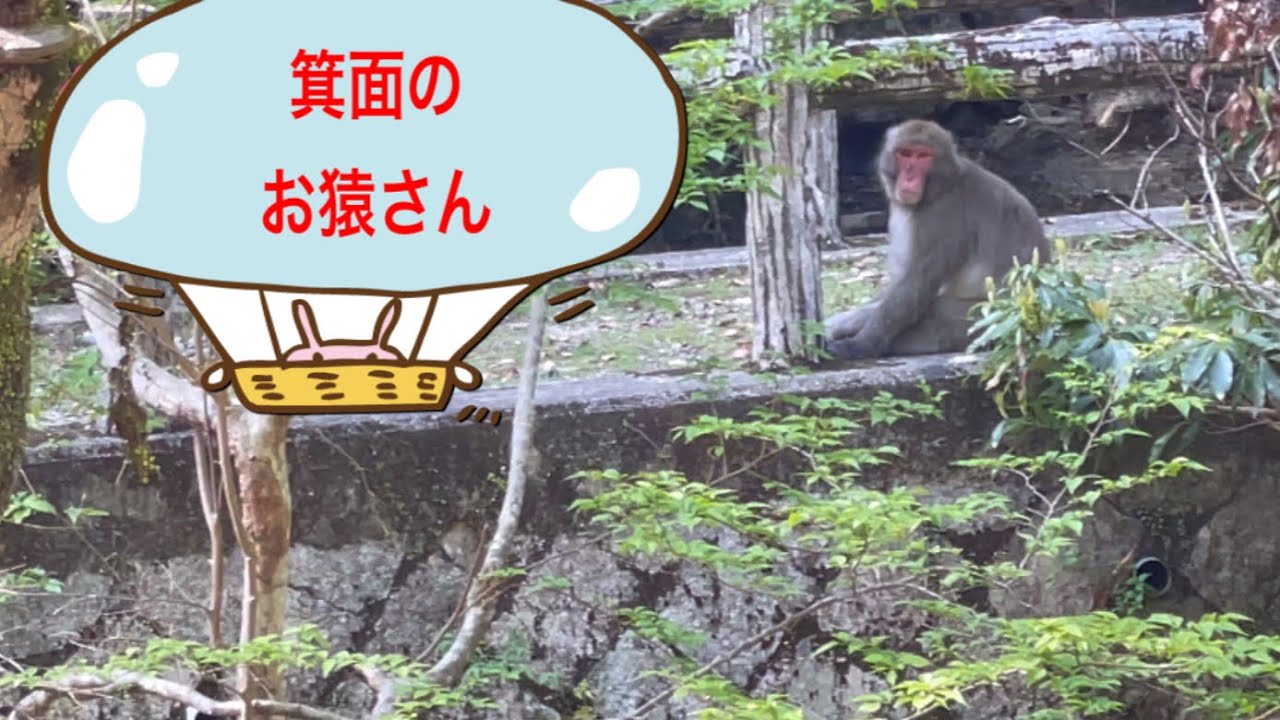 箕面の猿は優しく見守ってね、目を合わさないでね - YouTube