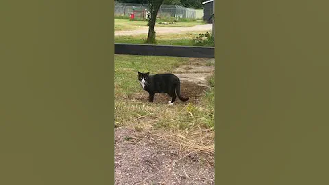 Video 3250231: exotic shorthair persian cat, maine coon cats sphynx, persian cat burmese, abyssinian burmese, exotic shorthair cat love, cat breed