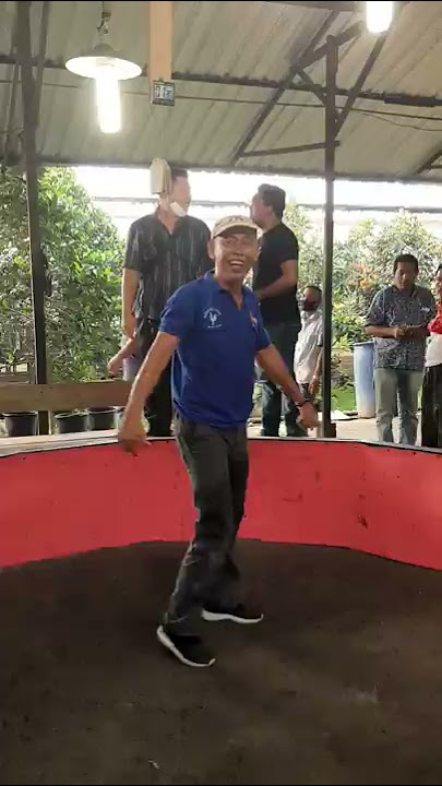 SERU!! Pembuktian botoh senior PJF memenangkan ayam pasaran murah