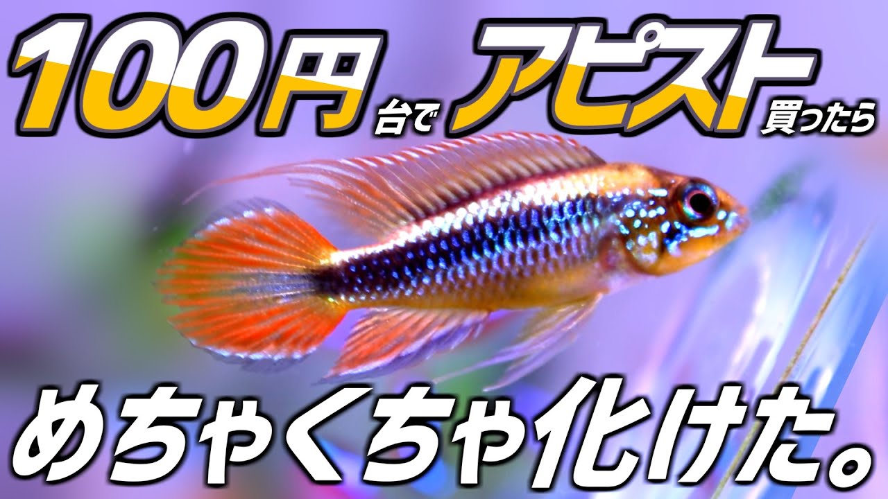 アピストグラマの魅力とは 様々な模様が楽しめる熱帯魚 はじめてのアクアリウム