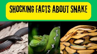 Snake Facts - shocking facts about snakes 🐍