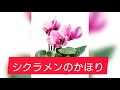 シクラメンのかほり/作詞作曲・小椋佳/唄・布施明/YAMAHAエレクトーンD-3R(アナログ)/演奏・辰巳眞理