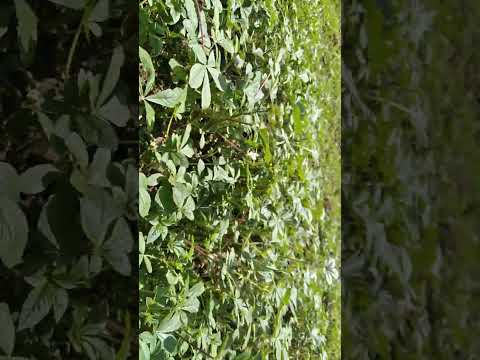 Video: Չինսագա բույսերի մասին տեղեկություններ. Իմացեք, թե ինչպես աճեցնել աֆրիկյան կաղամբի բույսեր