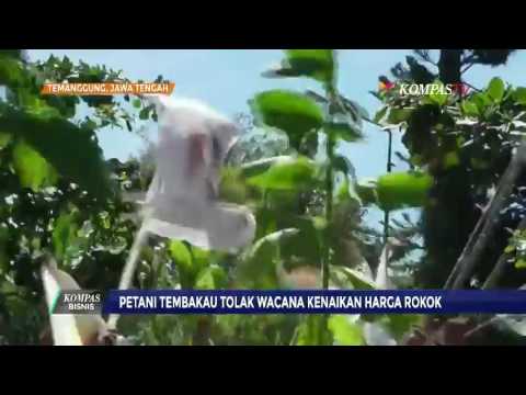 Video: Apakah Saya Perlu Menaikkan Harga Rokok?