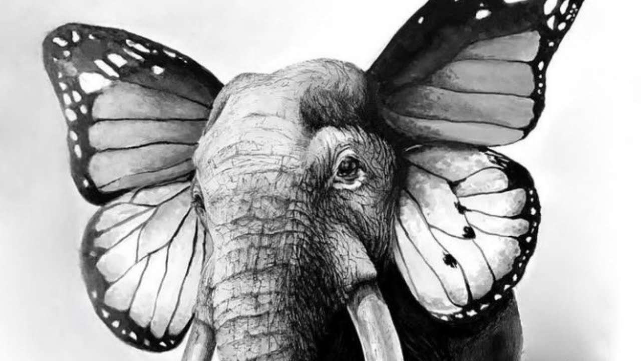 elephant with butterfly ears drawing summerindianweddingoutfitguestmen