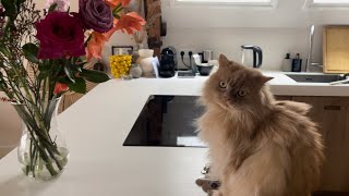 Busted! Fluffy cat Joe secretly snacking on flowers.