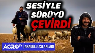 KANGAL KOYUNU VE KANGAL KÖPEĞİ ARASINDAKİ BAĞ | ANADOLU ASLANLARI