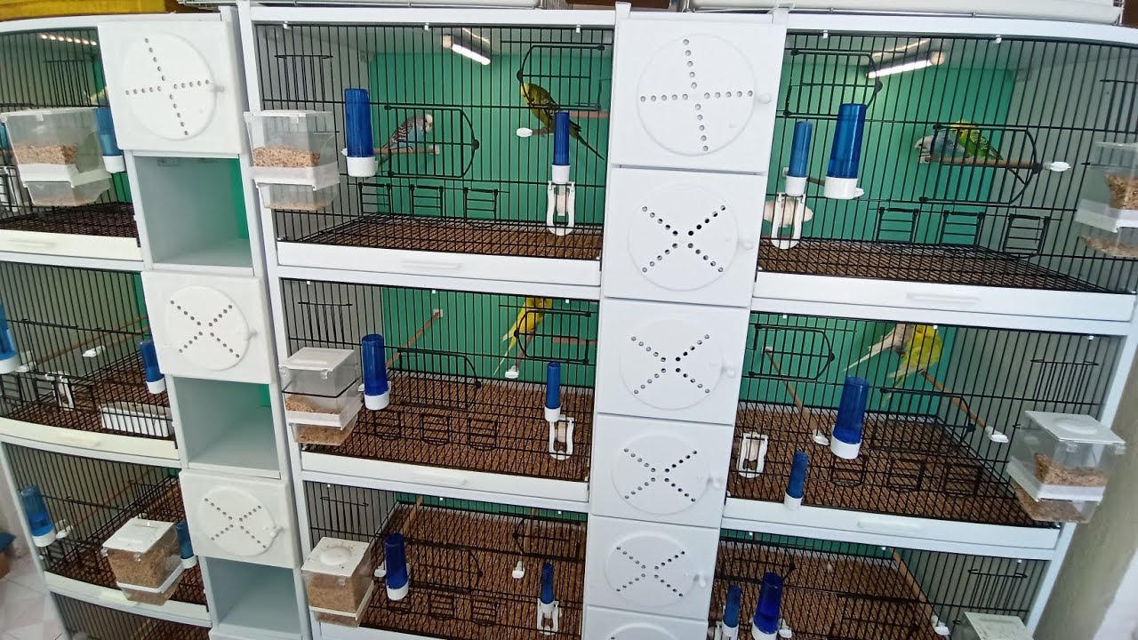 Bütün Kafeslere Taban Malzemesi Koydum Ve Yeni Gelen Kuşları Eşe Attık