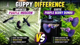 DIFFERENCE 🔥 IMPORTED vs EXOTIC | PURPLE MOSCOW vs PURPLE BERRY DUMBO 🐠#prishaaquagenetics 👈🏻🤝😍🔥