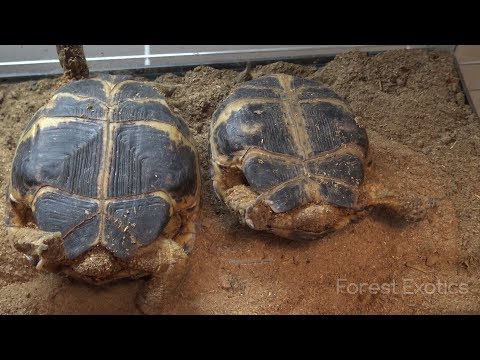 female russian tortoise