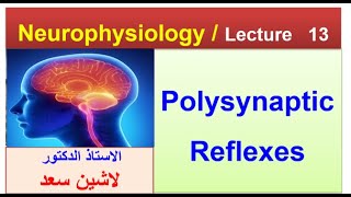 Polysynaptic reflexes / Flexion withdrawal reflex/Lashin   د.لاشين
