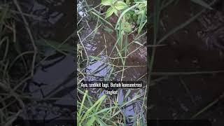 lihat si Akil _ mancing belut