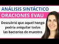 ANÁLISIS de ORACIONES de EVAU 🎯