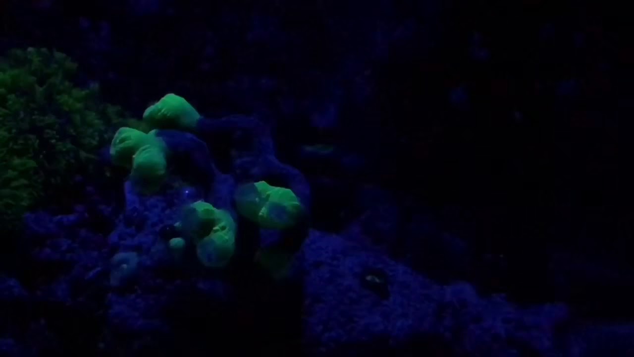 Candy Cane Coral at Night YouTube