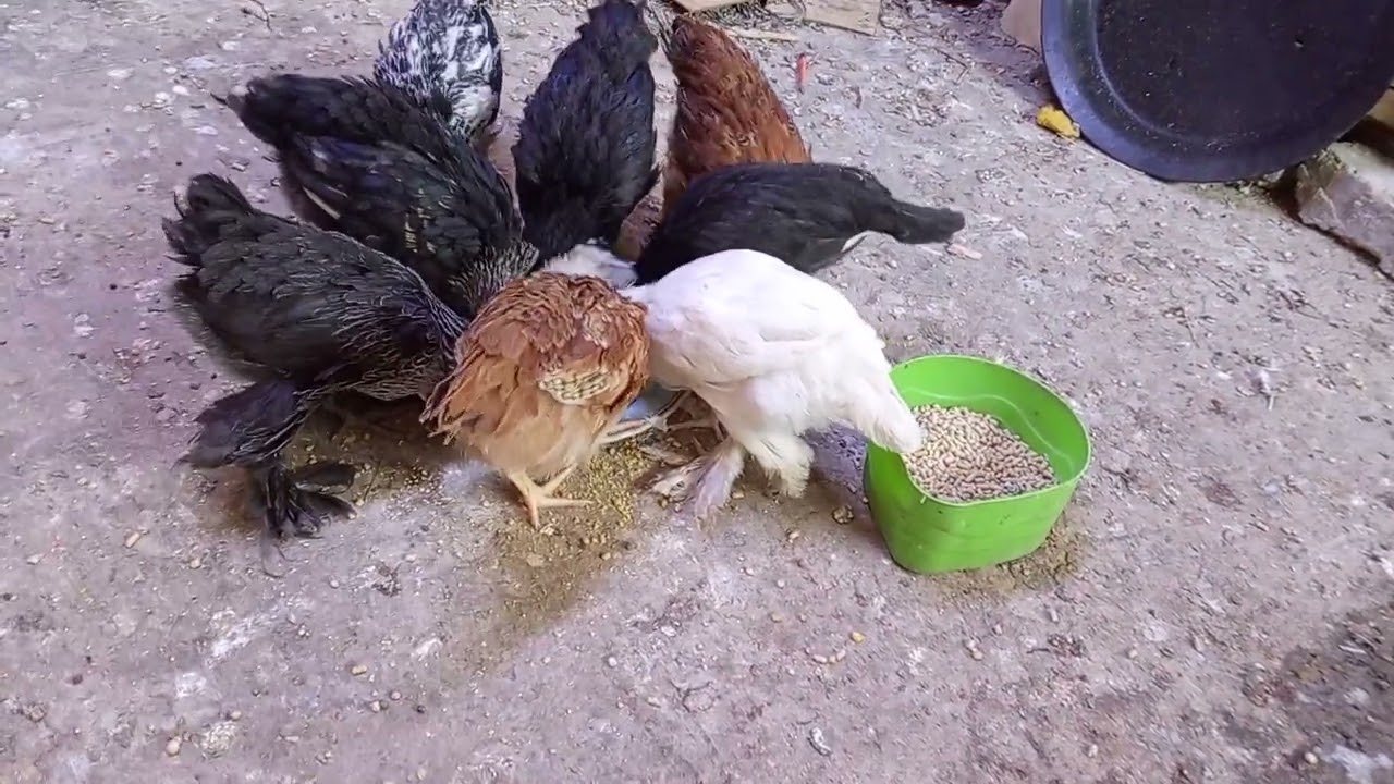 المقطع الثاني (عن الفقاسه) وخليت بيهه بيض