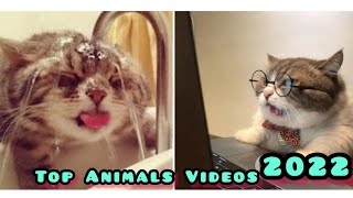 Try Not To Laugh or Grin While Watching Funny Animals Compilation #23 #funnyanimals #trynottolaugh