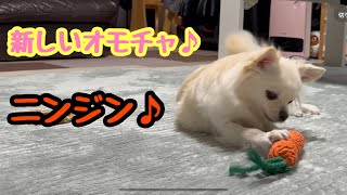 新しいニンジンのオモチャにテンションが上がるチワワが可愛いです♪