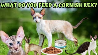 Cornish Rex Kitten - What Food Should I Buy? Lets Find Out