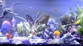 A Day in a Life of a Discus 081313