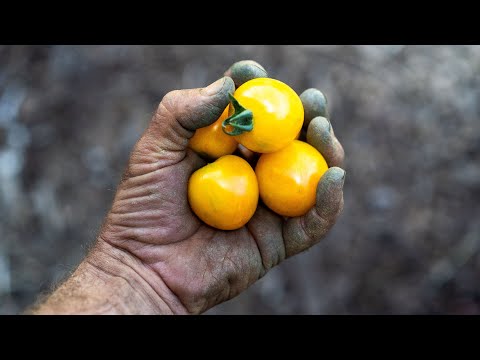 Vídeo: Managing African Violet Insects: Como controlar pulgões em violetas africanas