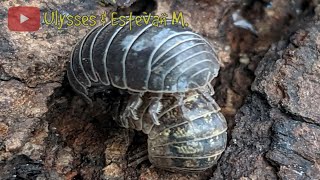 The Secret Way Roly Polies Mate