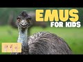 Emu Facts and Characteristics