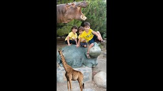 Glori̇a Hi̇popotami Gördük Su Aygirlari Kavga Etti̇ler İa