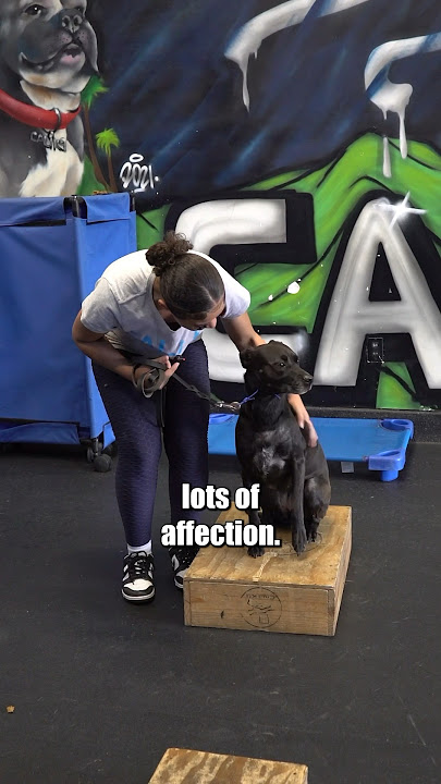 NERVOUS DOG??? HEAR out some COOL tips from Cali K9 trainer Shay🔥📈🚀