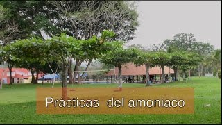 Experimento del Amoníaco