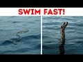 This Snake Has More Venom Than a Cobra - Be Careful in the Water