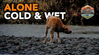 ALONE, COLD & WET - abandoned and mom to the rescue again, Yellowstone National Park