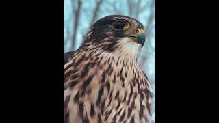 Zelda the Merlin Falcon - Taking in the Winter Views
