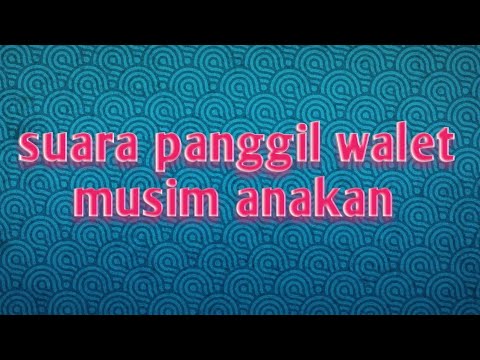 suara-panggil-walet-musim-anakan