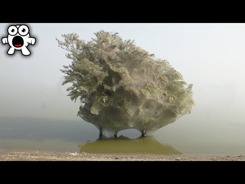 Видео: Когда умерло дерево мафусаила?