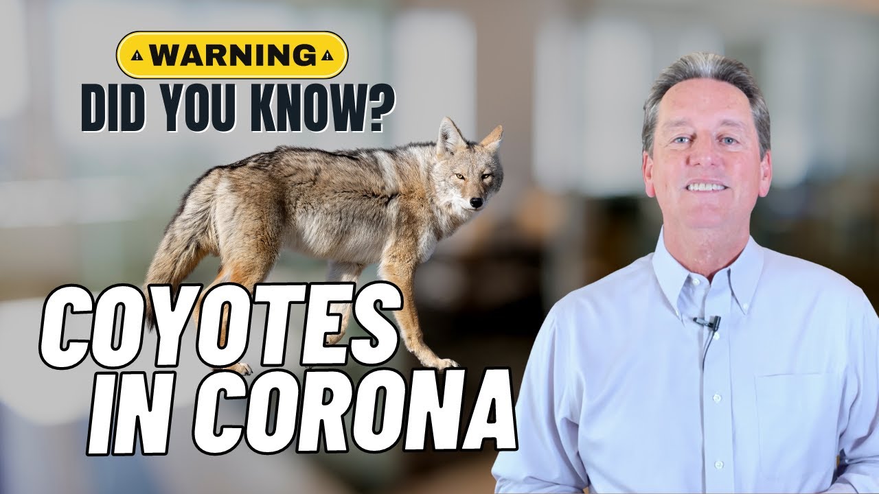Есть ли койоты в Южной Калифорнии?