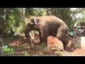 Huge Elephant Capture !