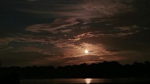 Sandbox Treehouse • Speed Up • Paradise Blossom