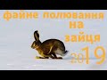 Полювання на зайця 2019. Багато зайця.