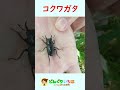 藪漕ぎの先でクワガタお出迎え♪【クワガタ探し】