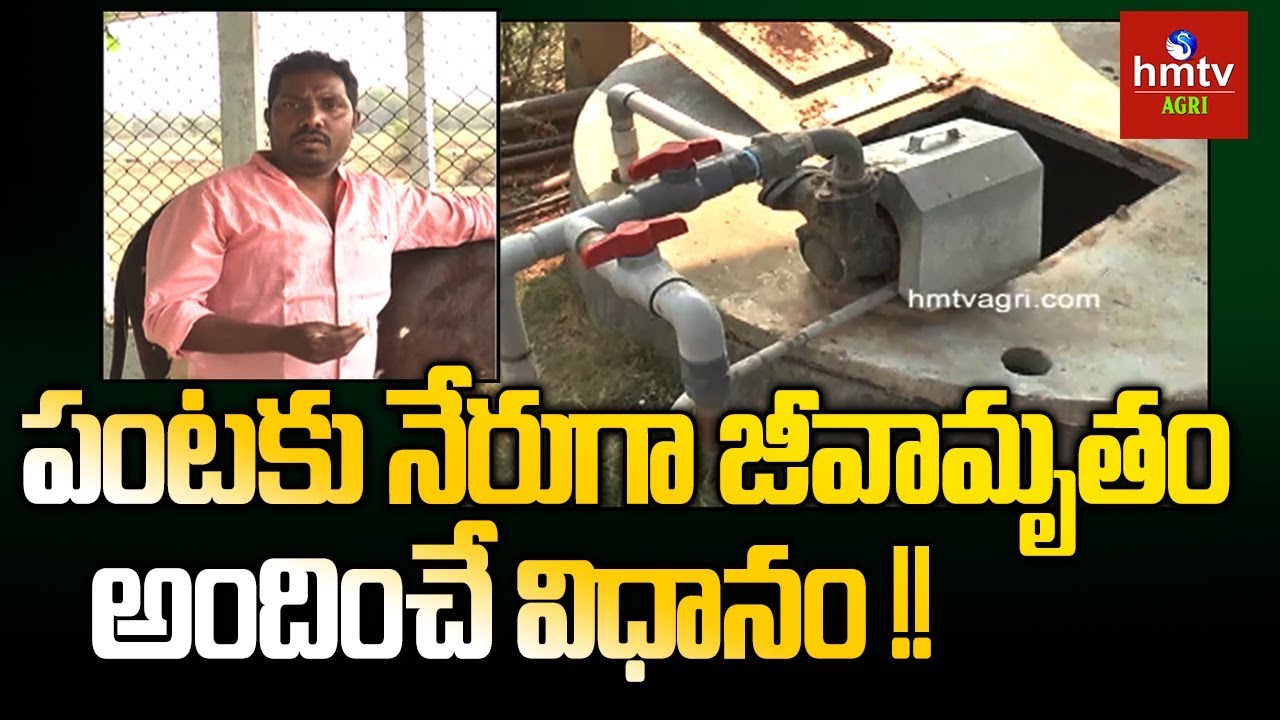 Supplying Jeevamrutham Through Drip System | hmtv Agri