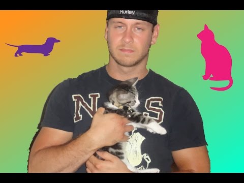 Video: Kāpēc dažiem suņiem patīk cilvēki, kuriem nepatīk mājdzīvnieki?