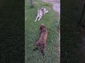 Ruski hrt i Lagotto (3)