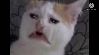 Cursed cats #3