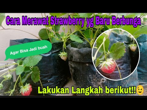 Video: Memberi Makan Stroberi Saat Berbuah