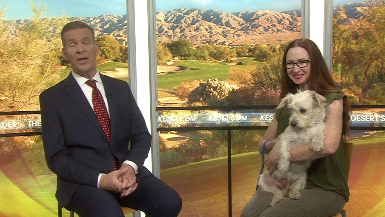 Help Animal Samaritans find "Scrappy" a Forever Home