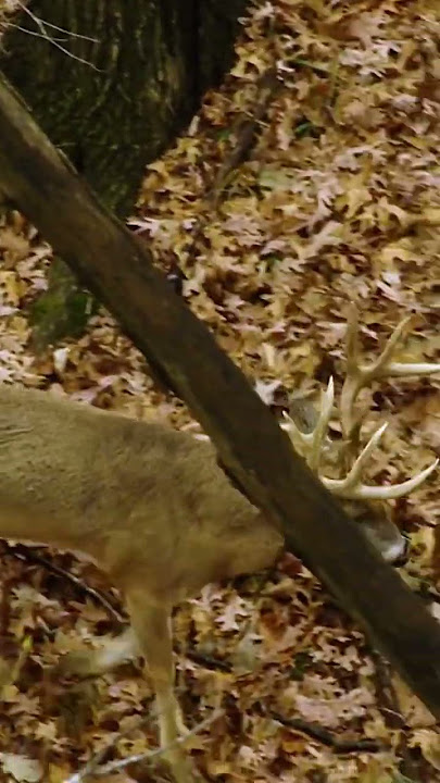 Gotta love rut hunts in the timber! #bowhunting #hunting #whitetail #deerhunting #rut #bigbuck